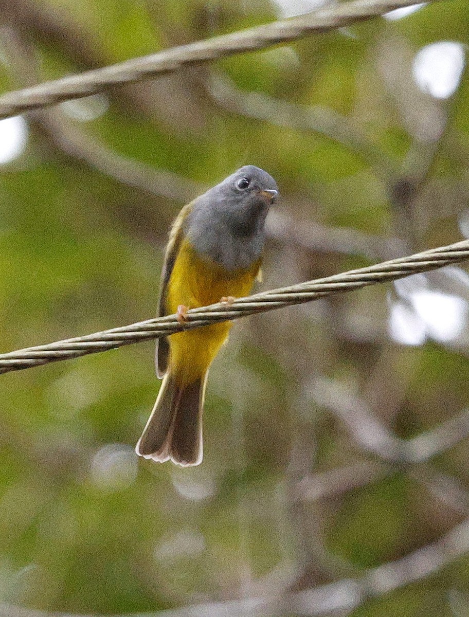 gråhodefluejeger - ML646176272