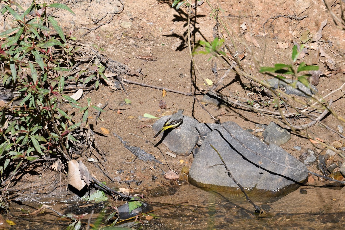 Gray Wagtail - ML646176276