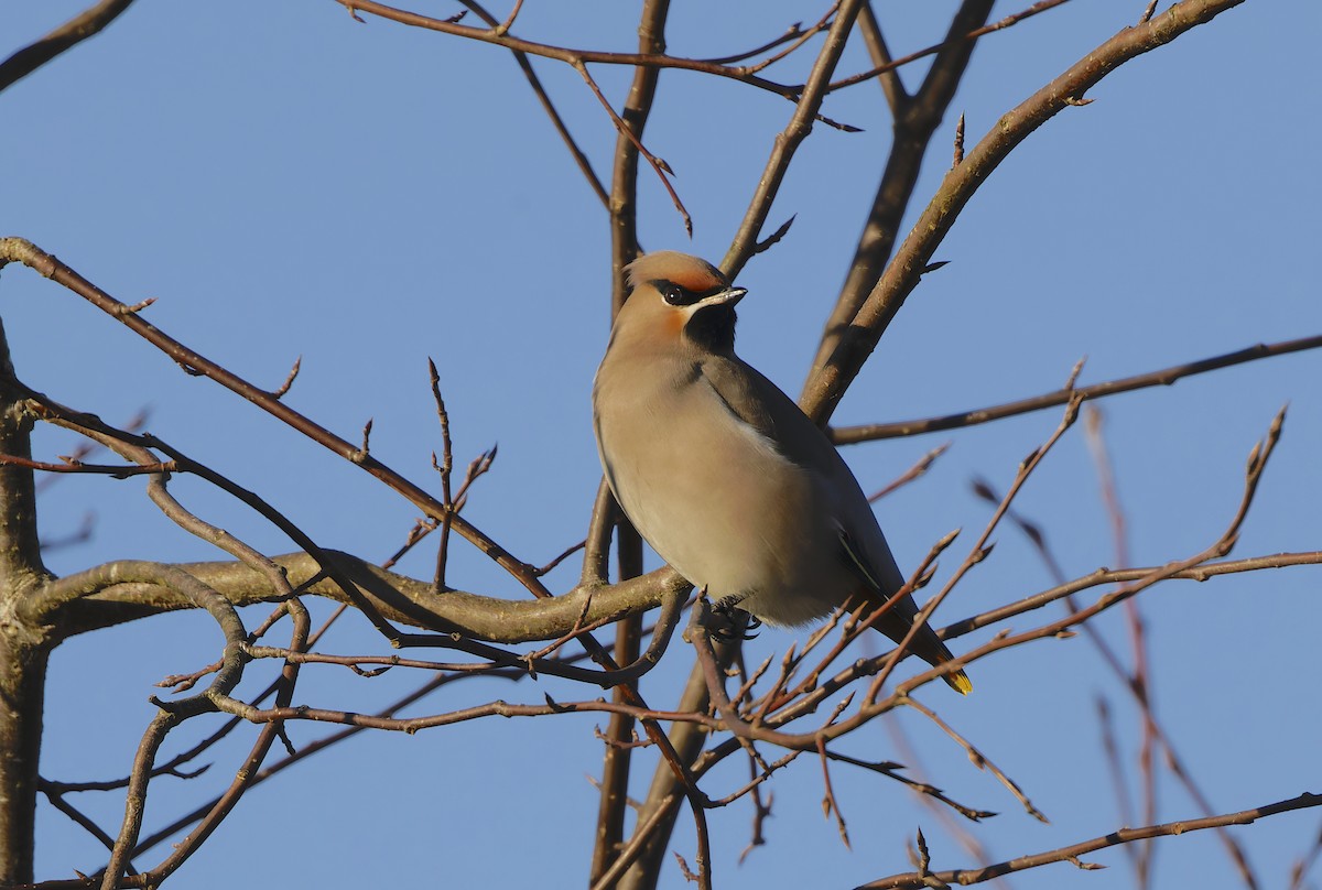 Buztanori boreala - ML646176279