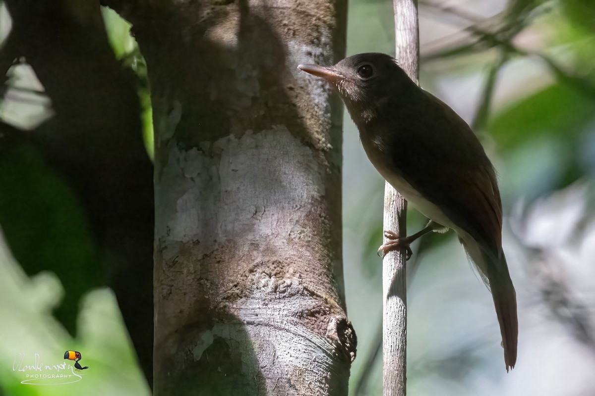 Rufous-winged Philentoma - ML646176285