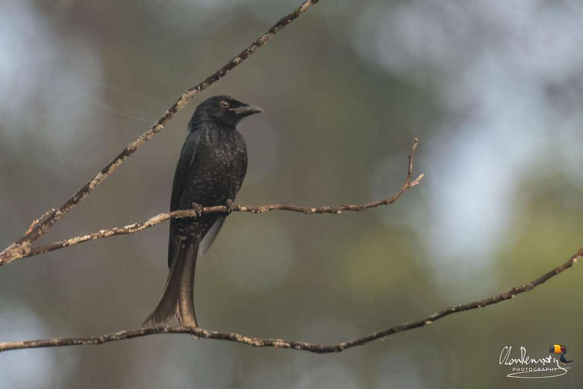 Crow-billed Drongo - ML646176287