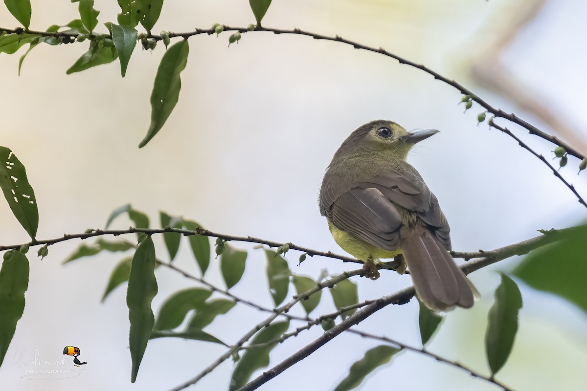 Hairy-backed Bulbul - ML646176290