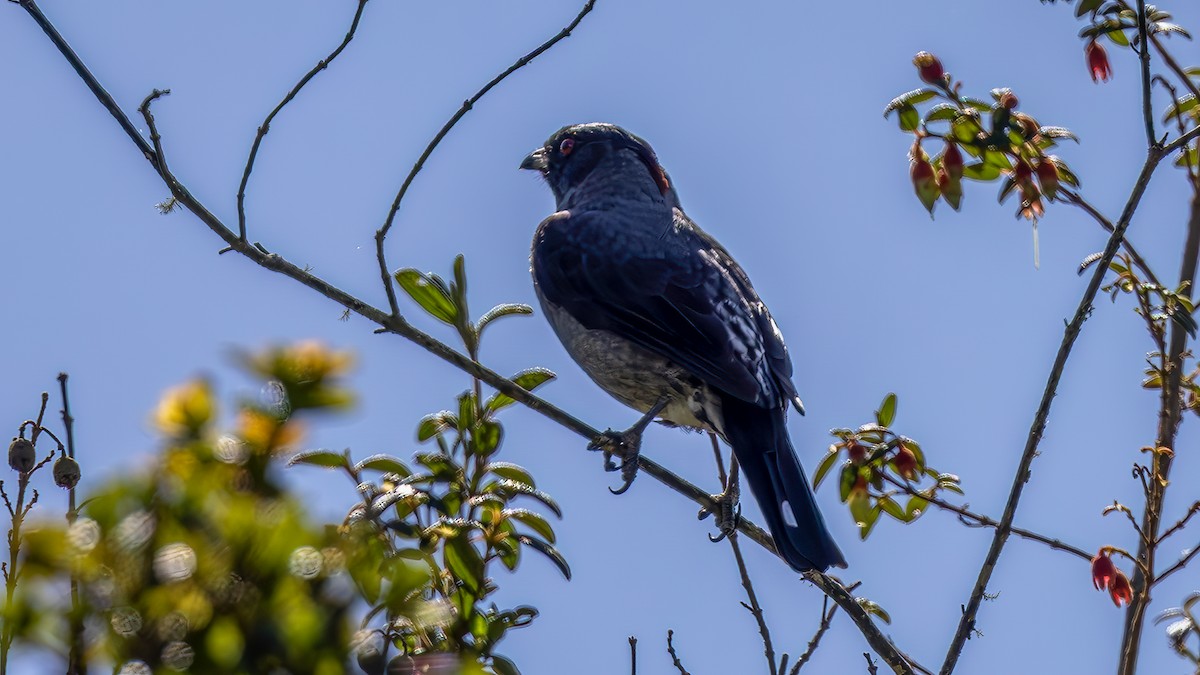 Red-crested Cotinga - ML646176293