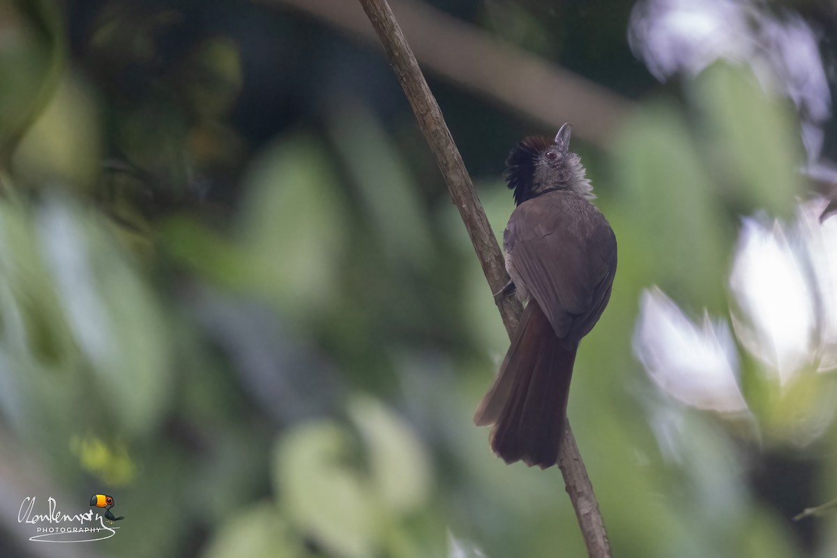 Rufous-crowned Babbler - ML646176298