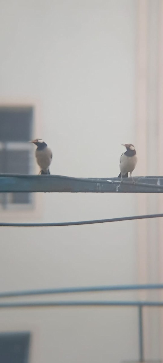 印度鵲椋鳥 - ML646176299