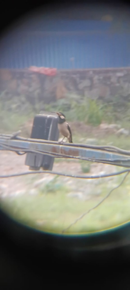 印度鵲椋鳥 - ML646176300