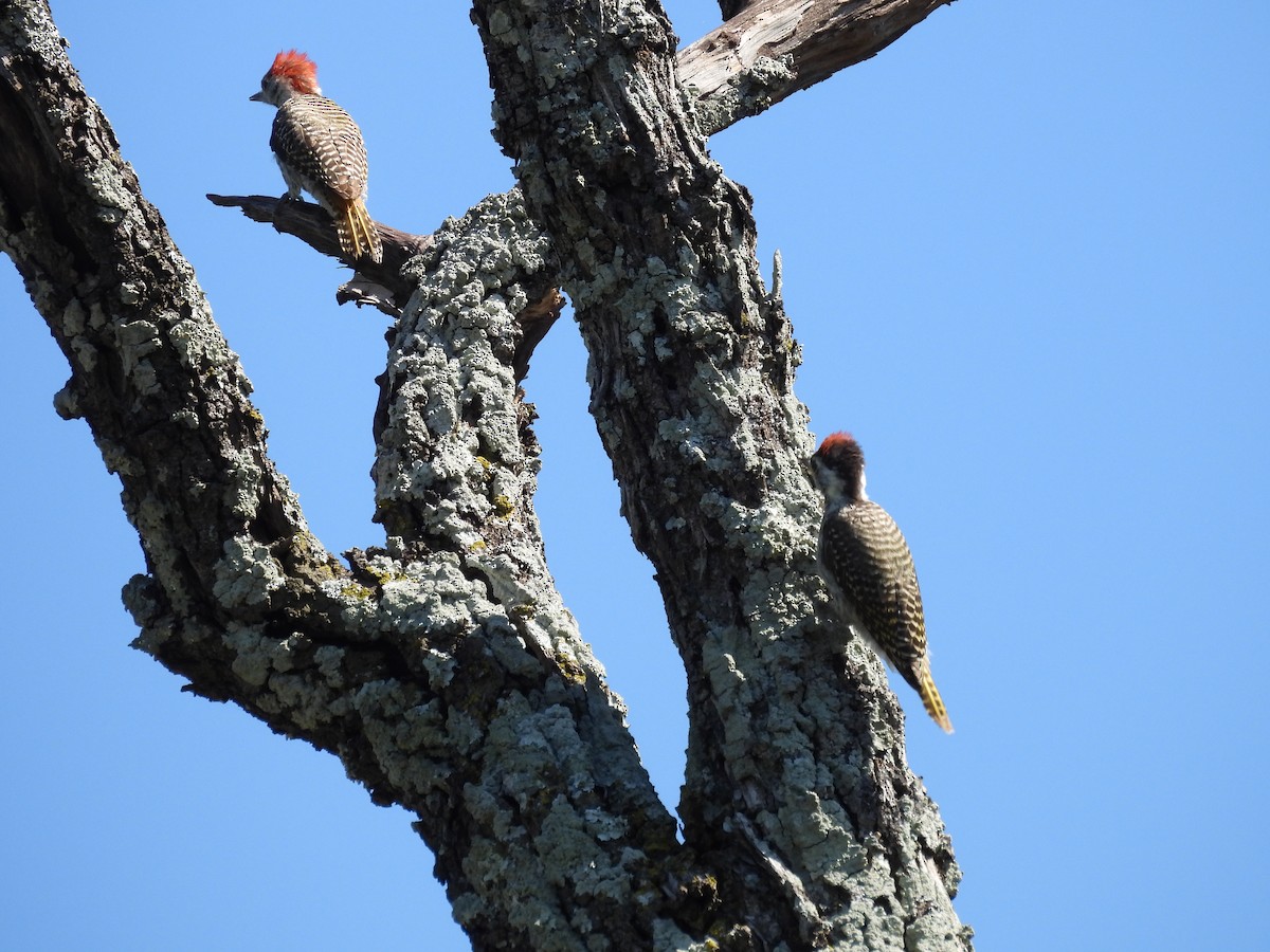 Cardinal Woodpecker - ML646176302