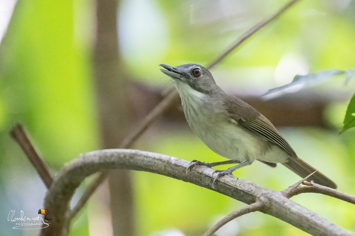 Moustached Babbler - ML646176303