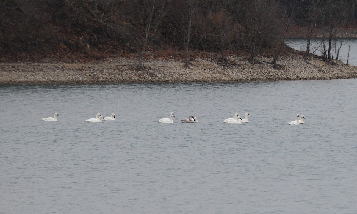 Tundra Swan - ML646176304