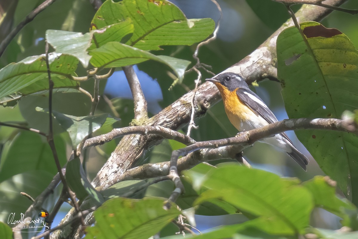 Mugimaki Flycatcher - ML646176311