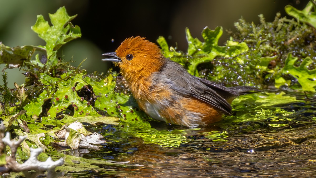 Rufous-chested Tanager - ML646176317