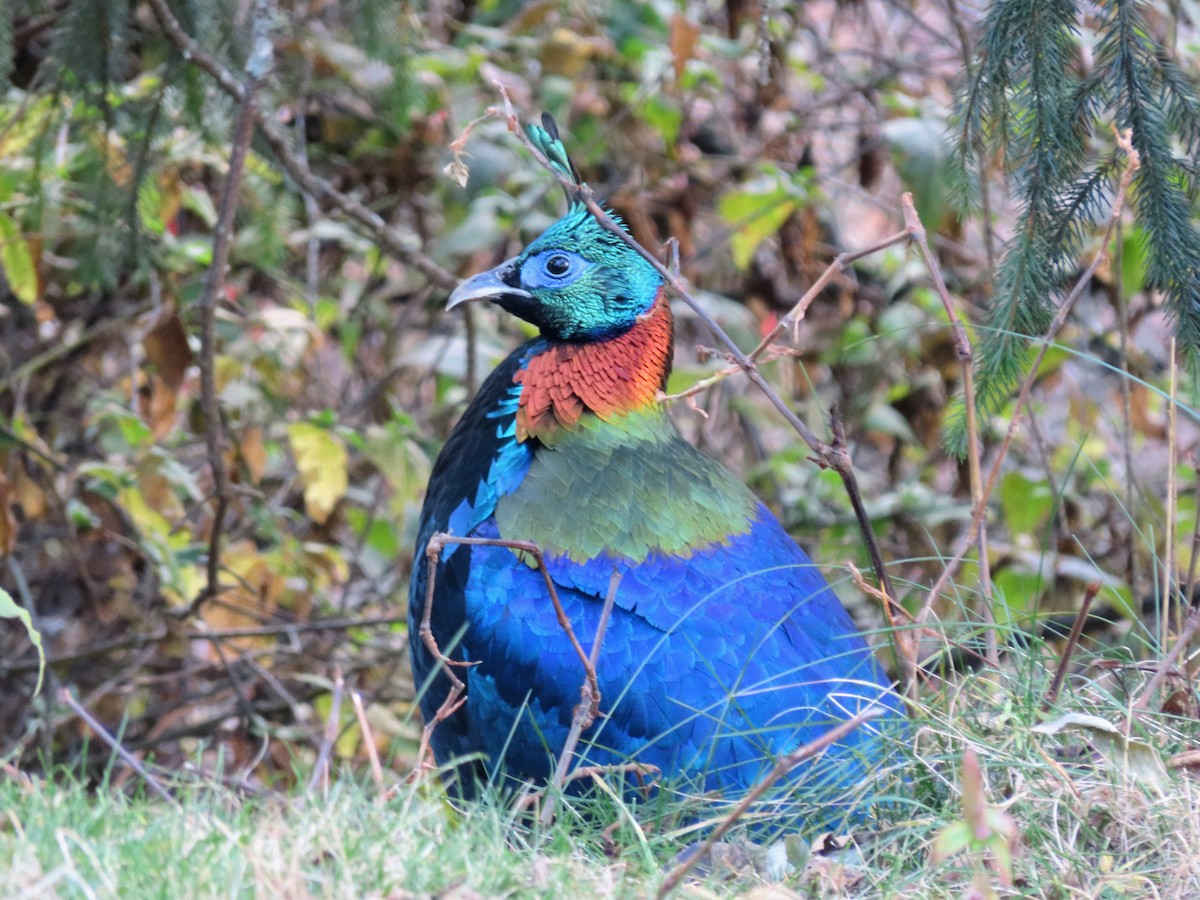Himalayan Monal - ML646176322