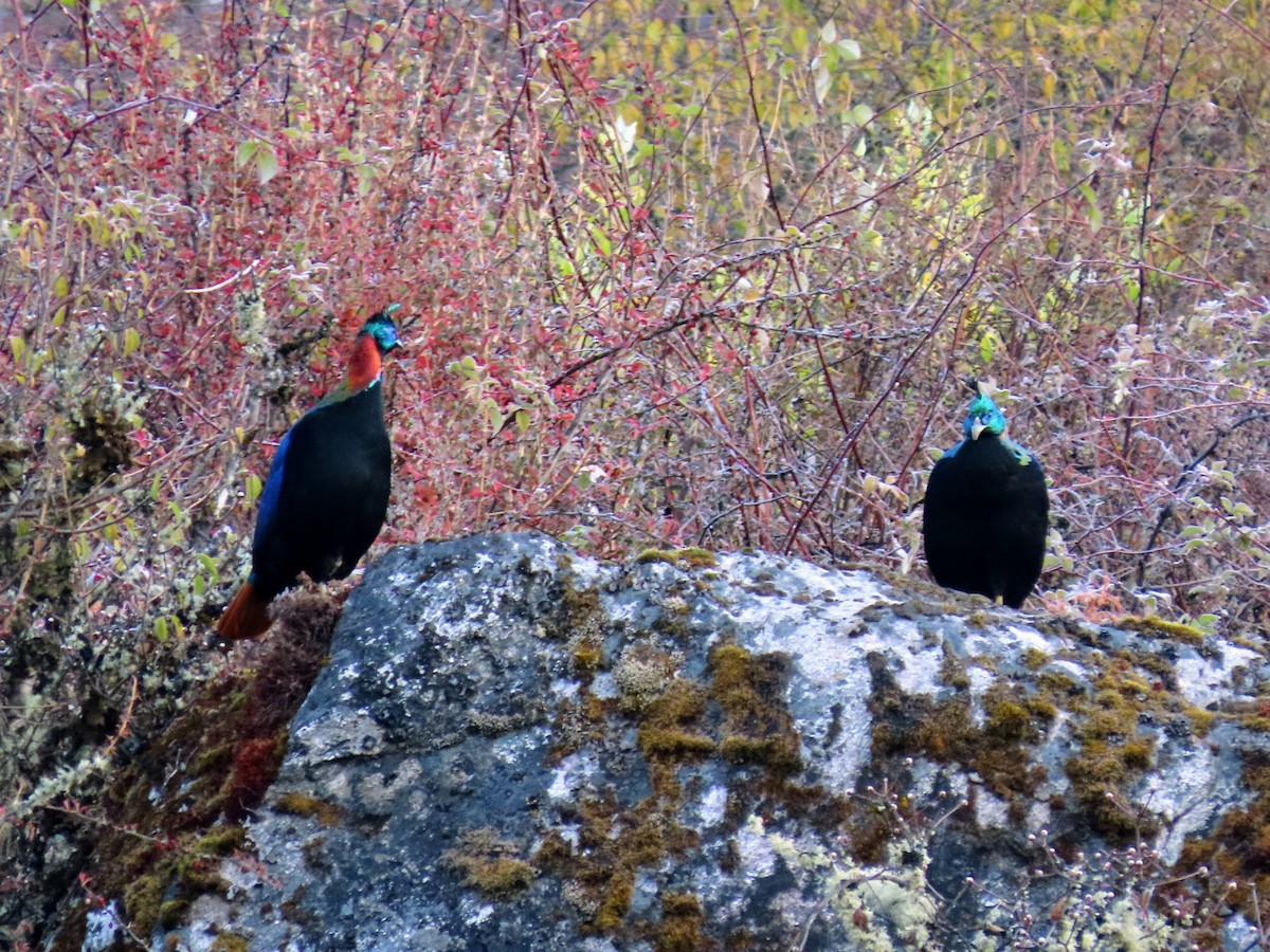 Himalayan Monal - ML646176323