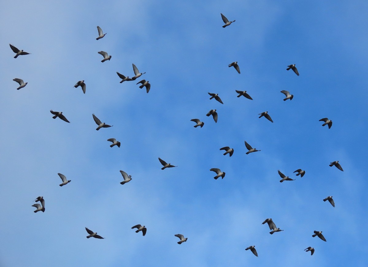 Schneetaube - ML646176326