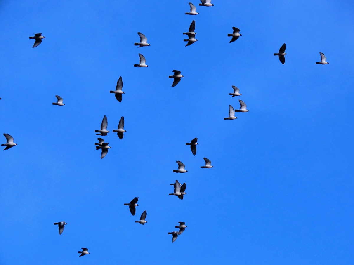 Schneetaube - ML646176329