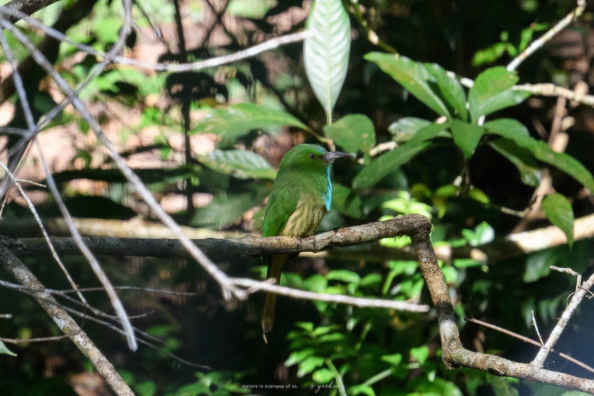 Blue-bearded Bee-eater - ML646176334