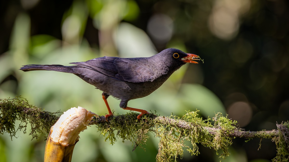 Great Thrush - ML646176336