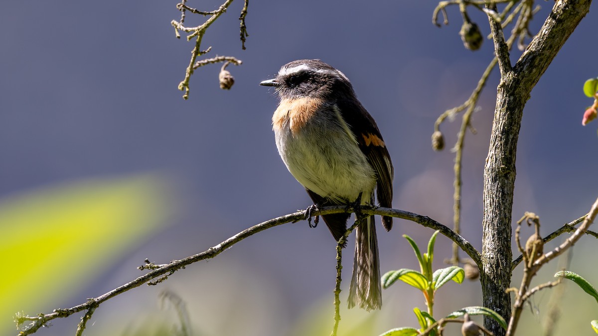 Rufous-breasted Chat-Tyrant - ML646176340
