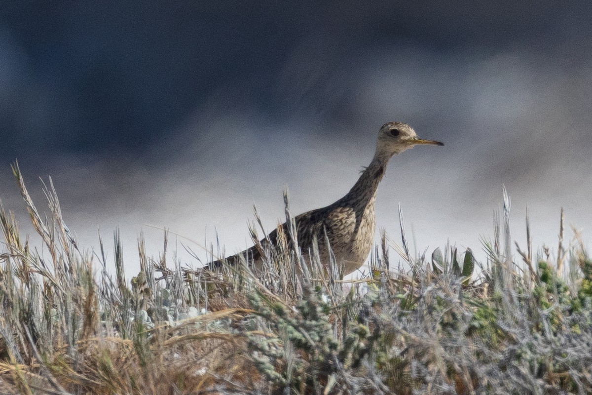 Upland Sandpiper - ML646176341