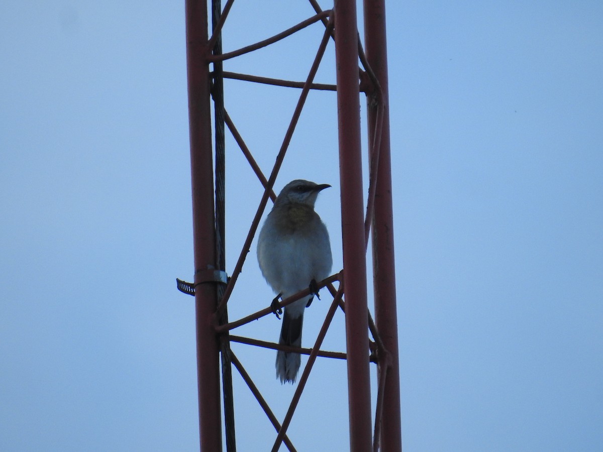 Tropikal Taklitçi - ML646176343