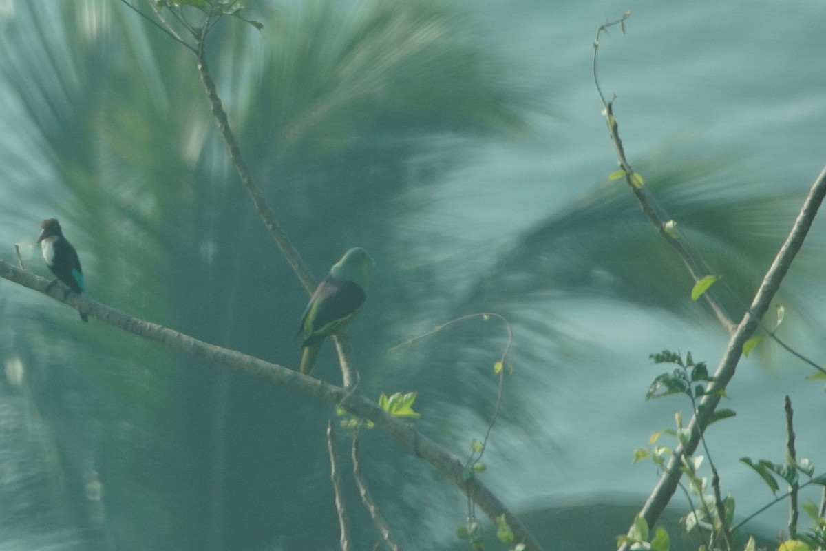 Gray-fronted Green-Pigeon - ML646176344