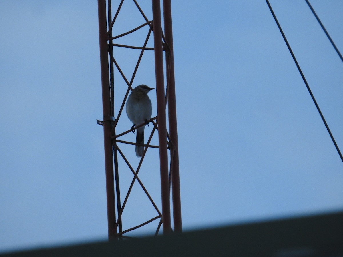 Tropikal Taklitçi - ML646176345