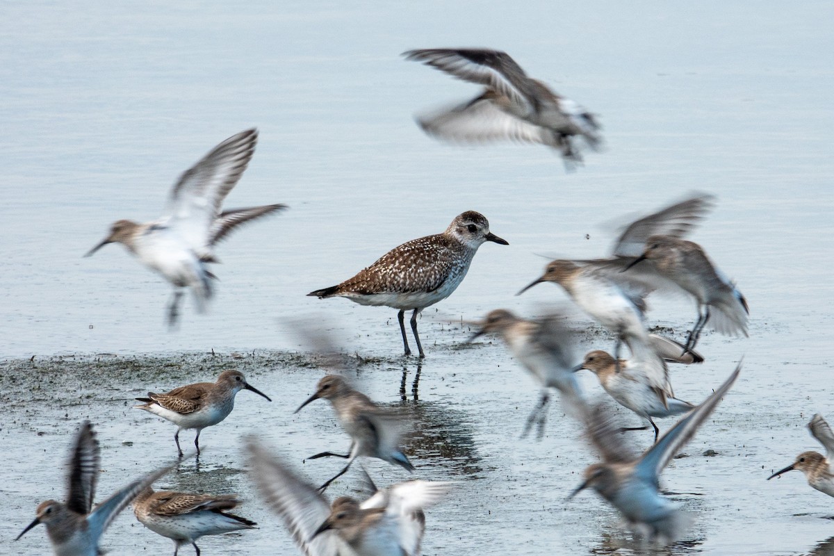 kulík bledý - ML646176347