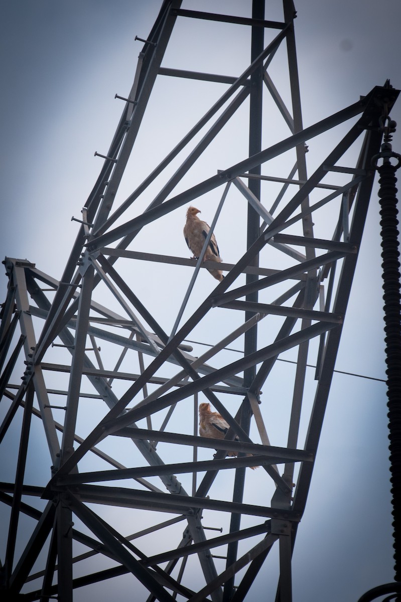 Schmutzgeier - ML646176348