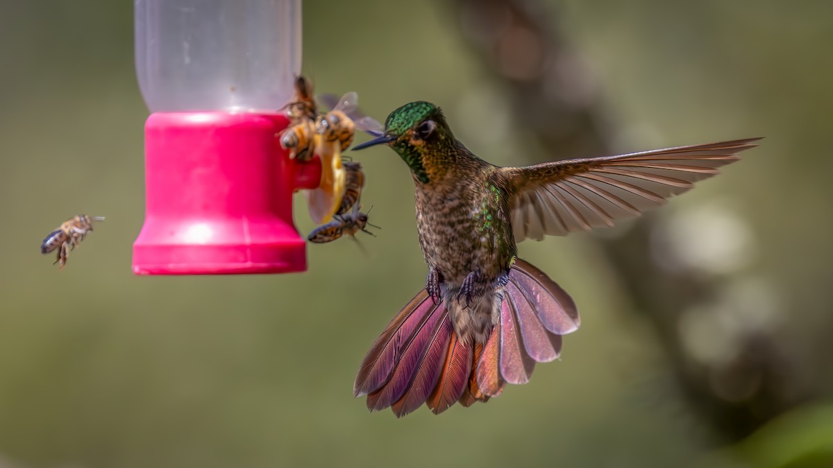 Tyrian Metaltail - ML646176350