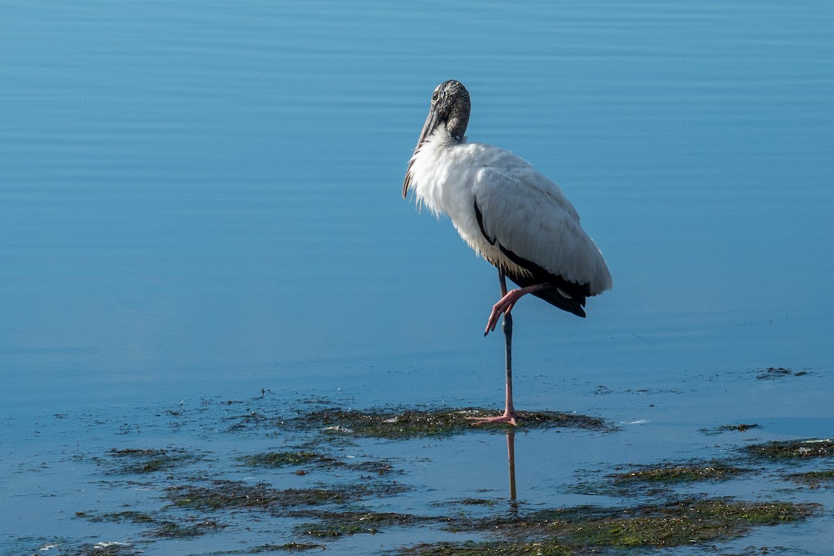 nesyt americký - ML646176352