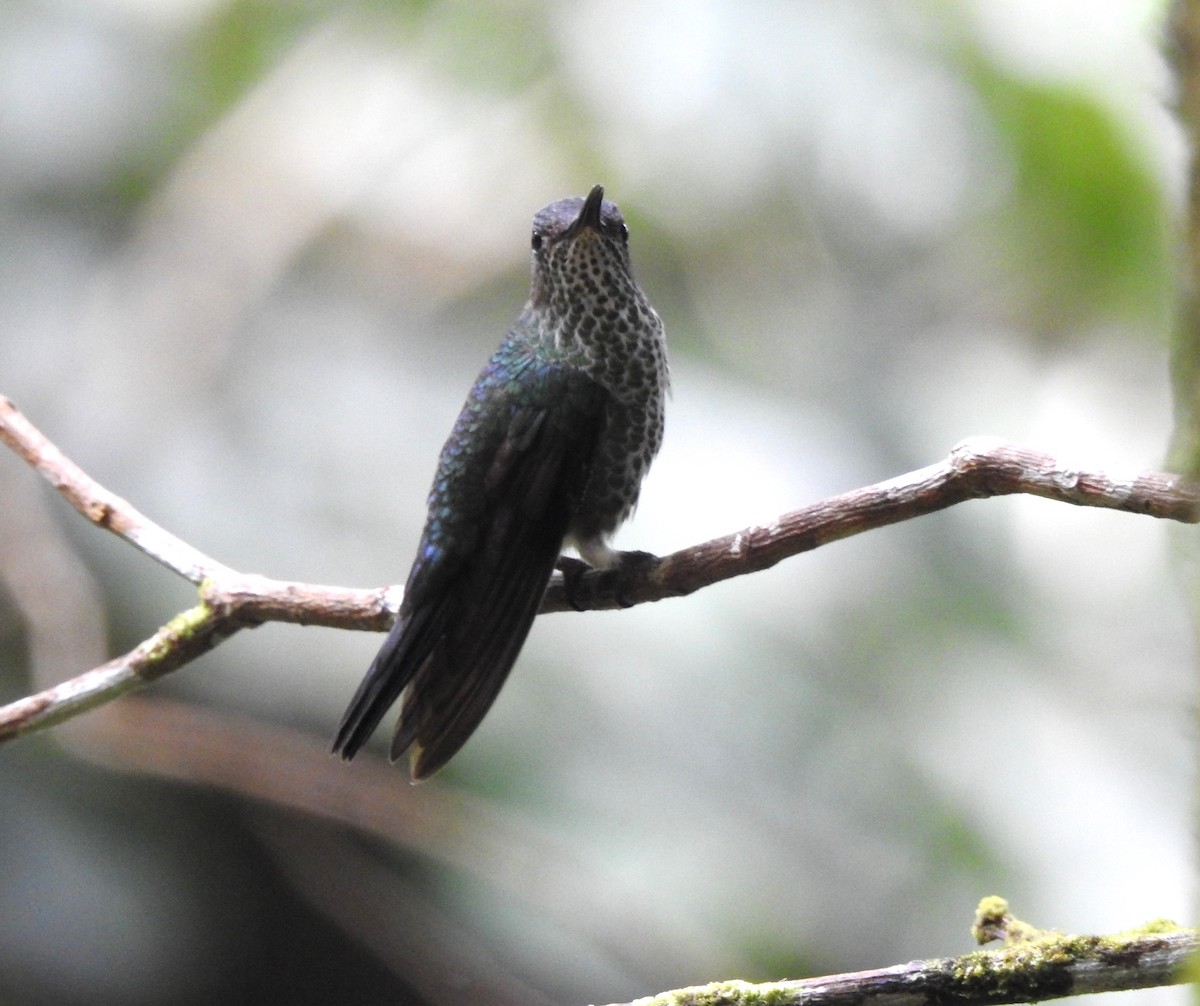 kolibřík kropenatý - ML646176353