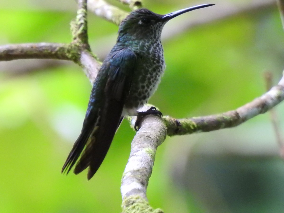 kolibřík kropenatý - ML646176354