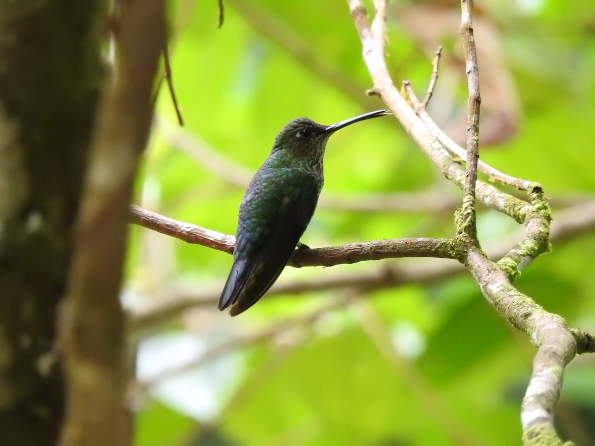 kolibřík kropenatý - ML646176356