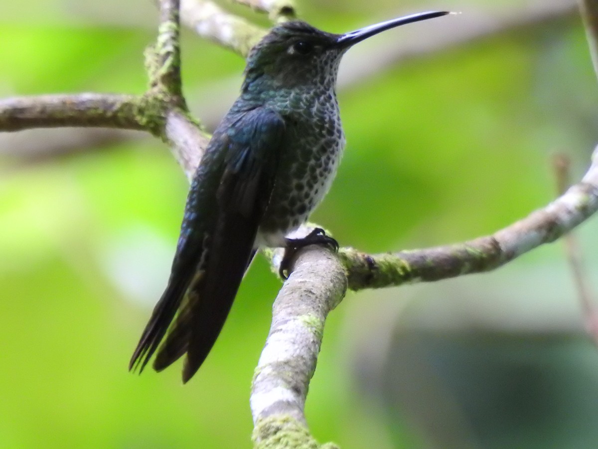 kolibřík kropenatý - ML646176357