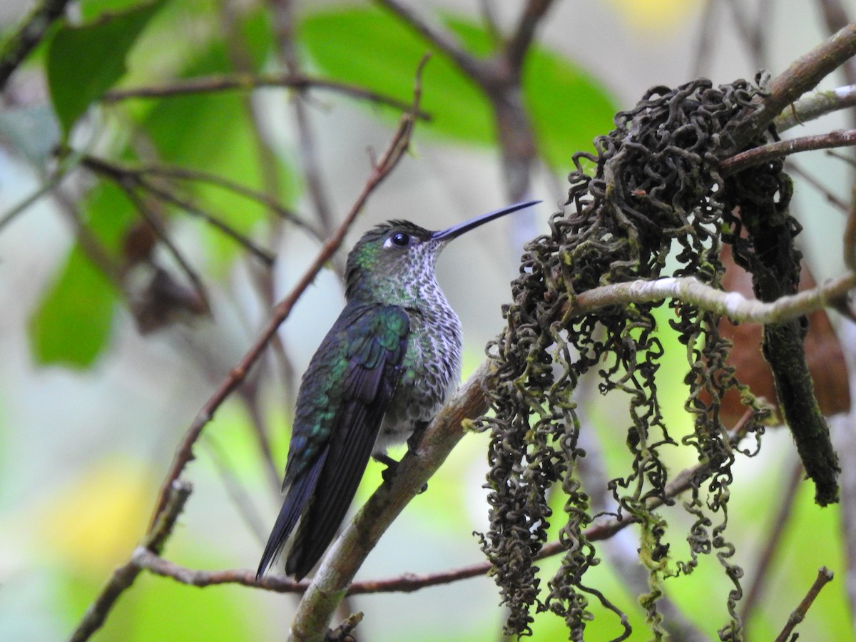kolibřík kropenatý - ML646176359
