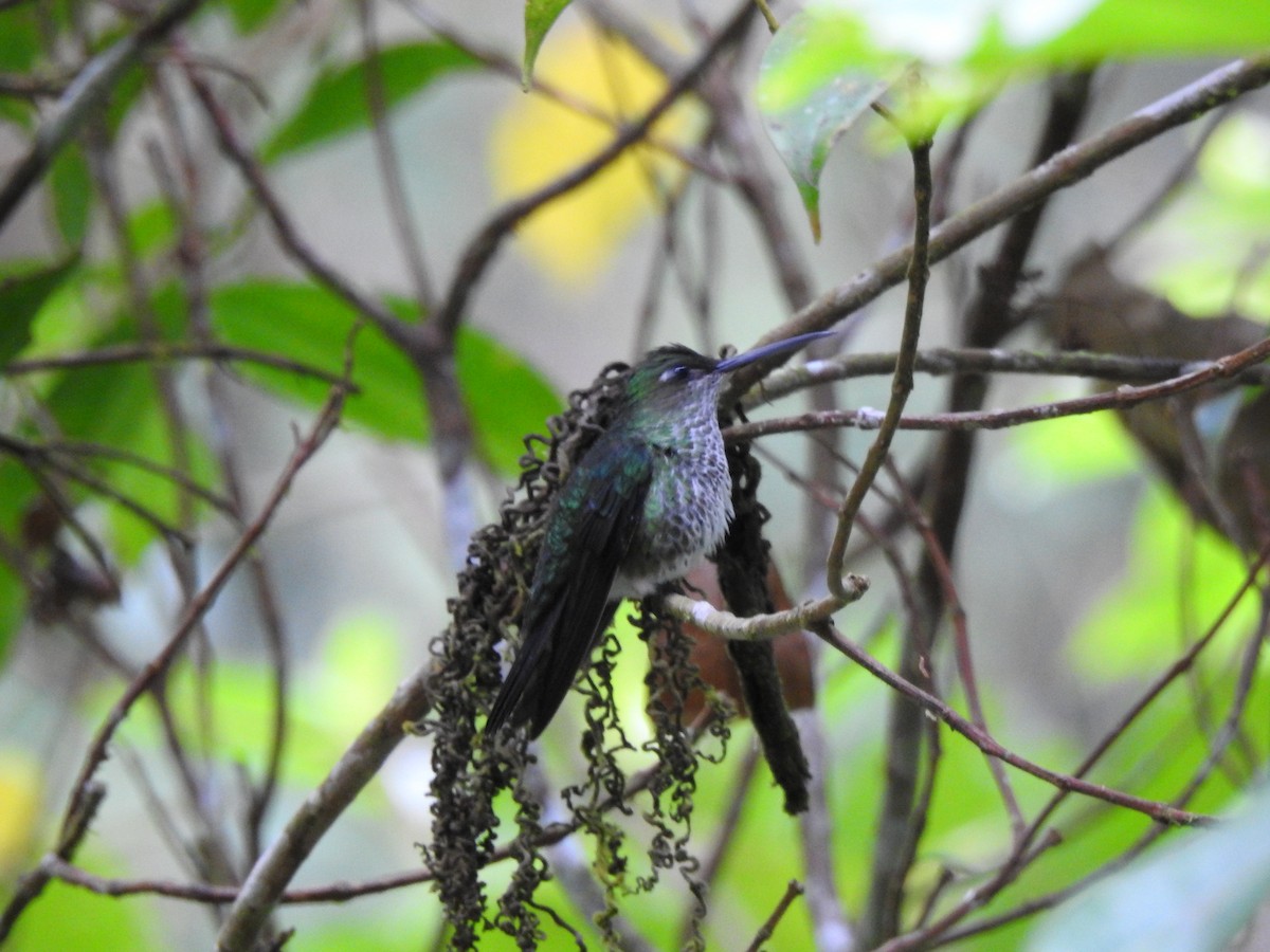 kolibřík kropenatý - ML646176360