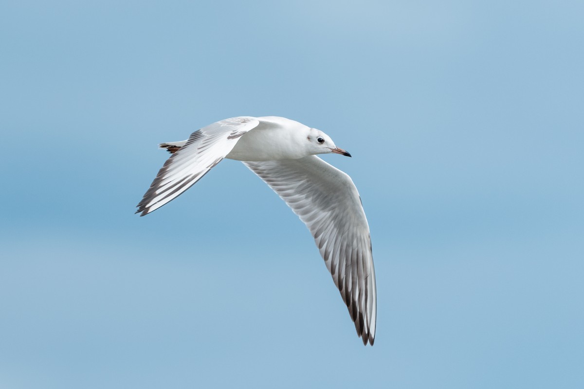 Black-headed Gull - ML646176363