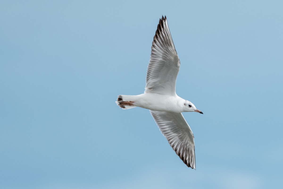 Black-headed Gull - ML646176364