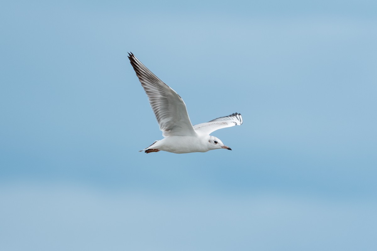 Black-headed Gull - ML646176365