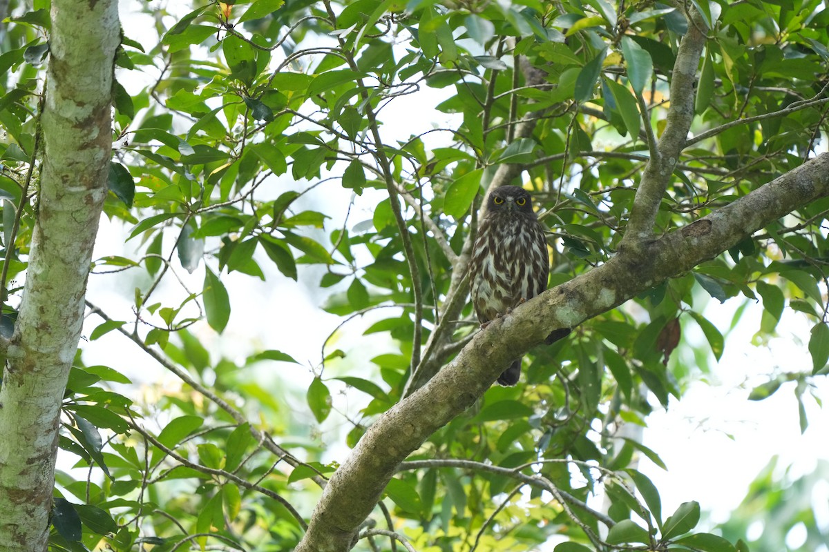 Northern Boobook - ML646176366