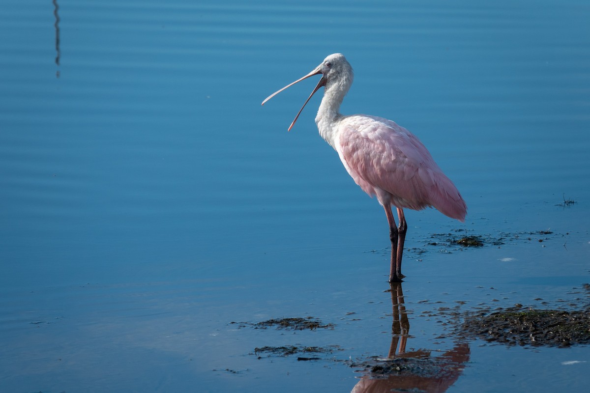 Roseate Spoonbill - ML646176367