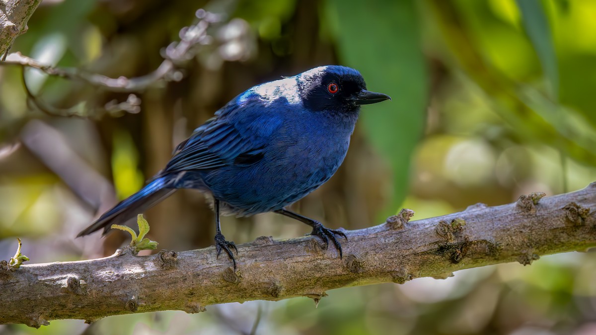 Masked Flowerpiercer - ML646176368