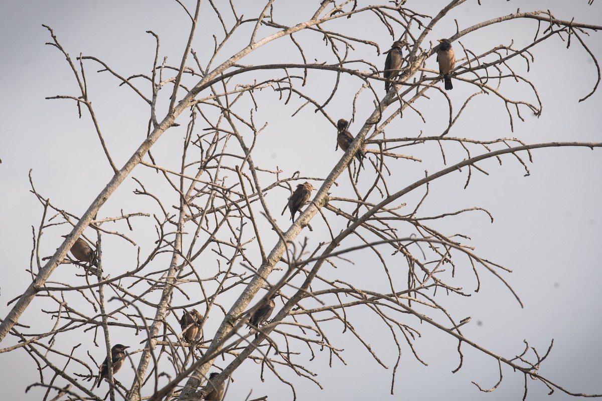 Rosenstar - ML646176380