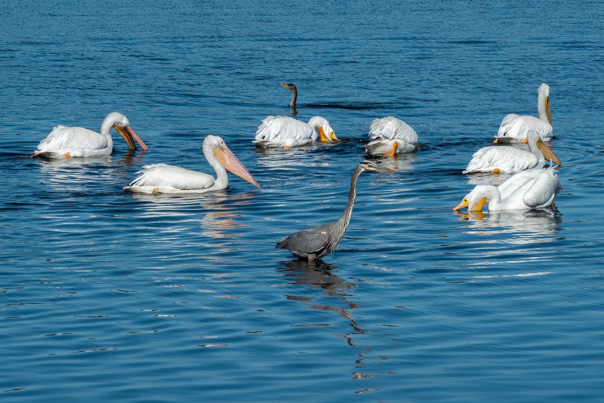 pelikán severoamerický - ML646176383