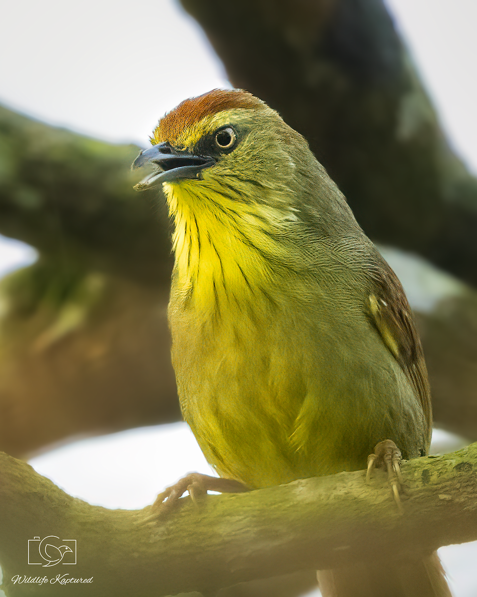 smalstripemeistimal - ML646176385