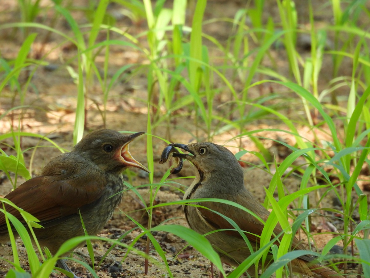 Collared Palm-Thrush - ML646176393