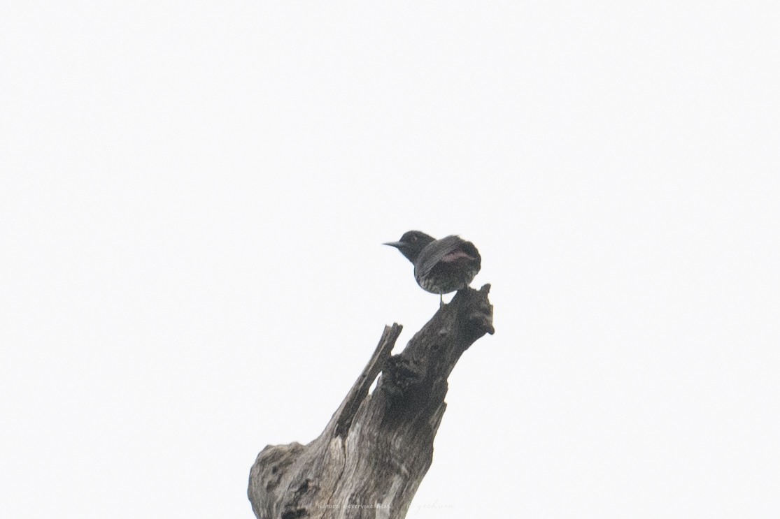 Maroon Oriole - ML646176405