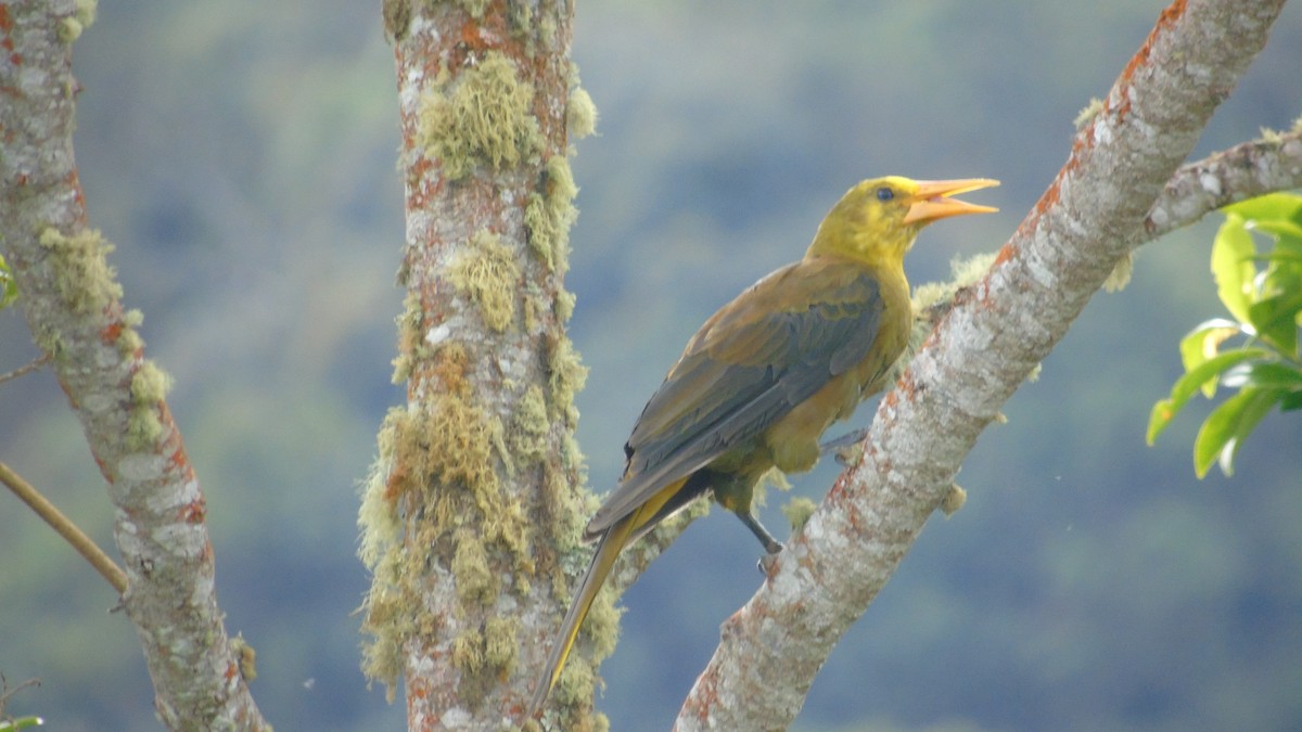 Russet-backed Oropendola - ML646176406