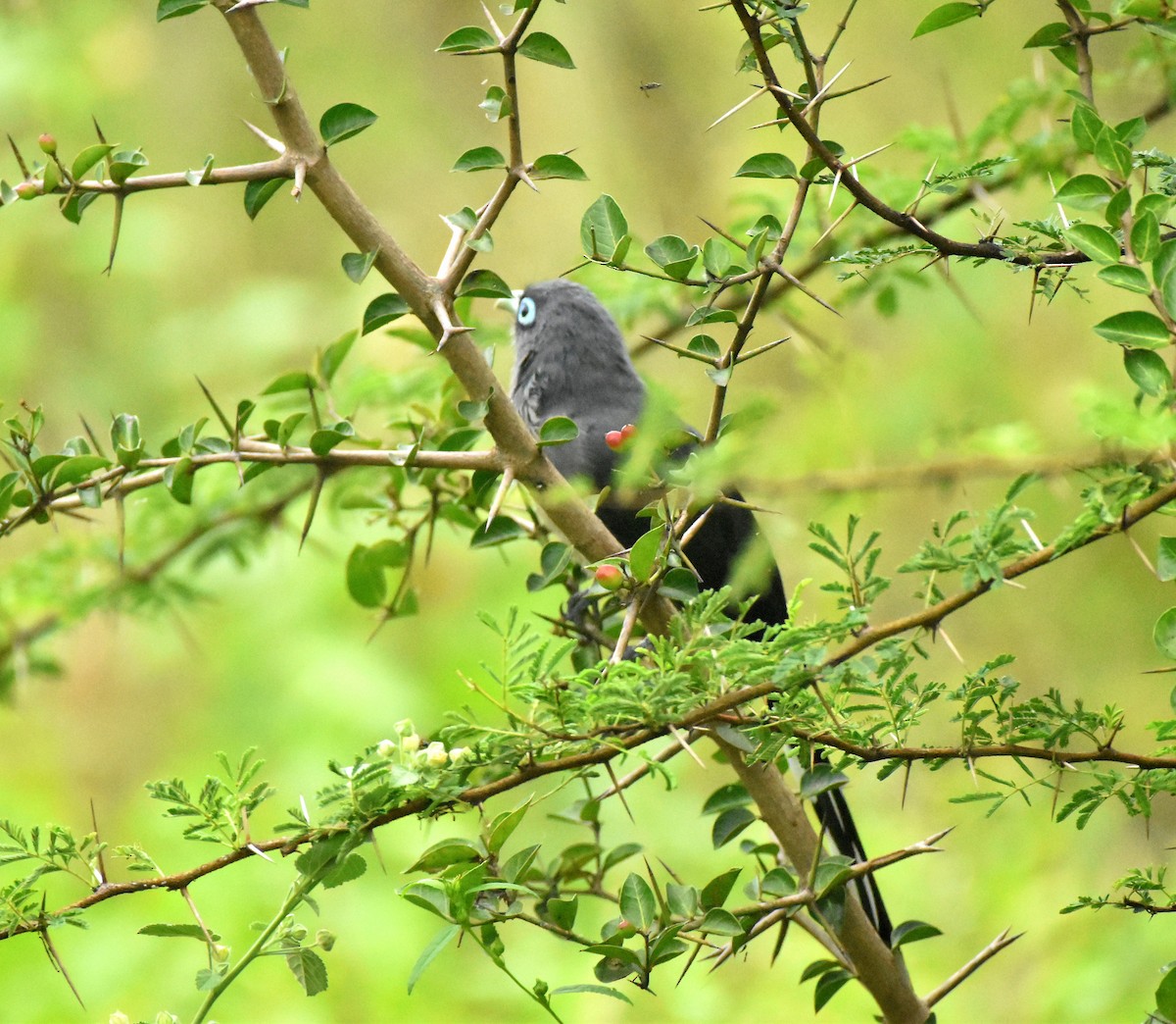 Blue-faced Malkoha - ML646176409