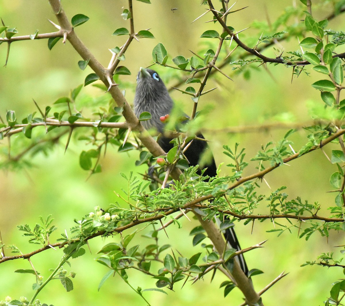 Blue-faced Malkoha - ML646176410